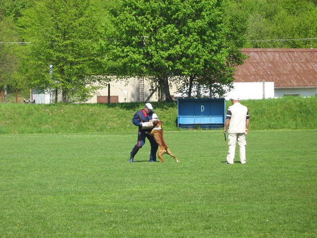 www.atibox.net * www.euroboxer.eu * www.boxergenealogia.eu